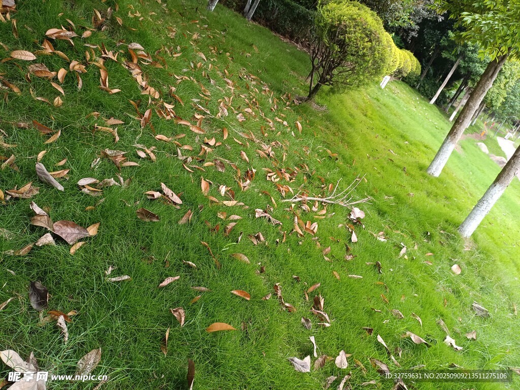 草地散落枯葉秋景圖