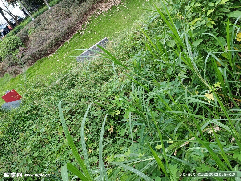 戶外草地間的綠植景象