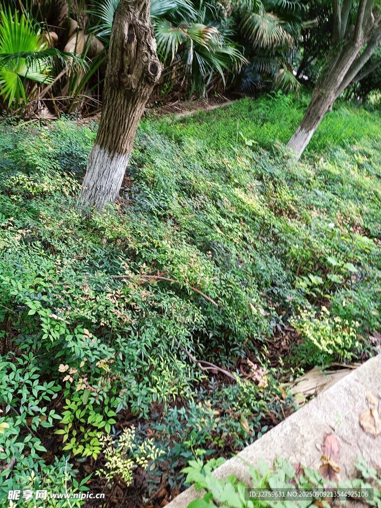 綠意盎然的園林植物景觀