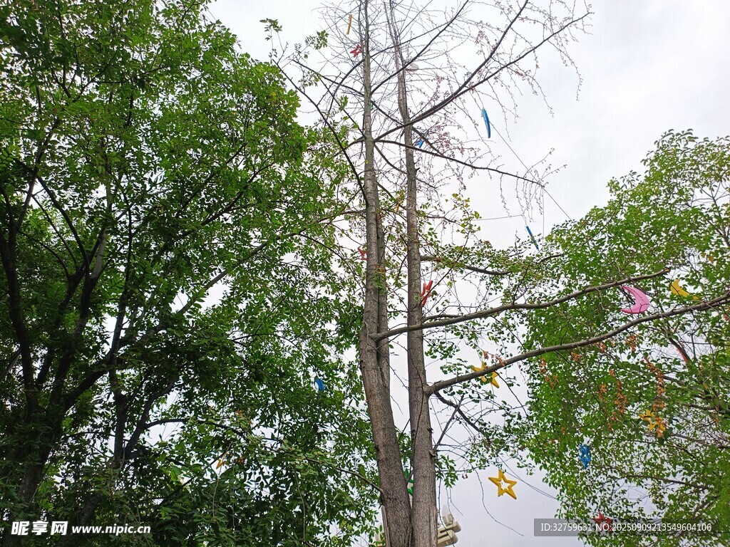 枯樹與綠樹相映成景