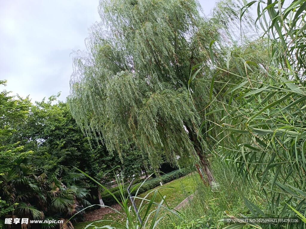 垂柳搖曳于綠意盎然之境
