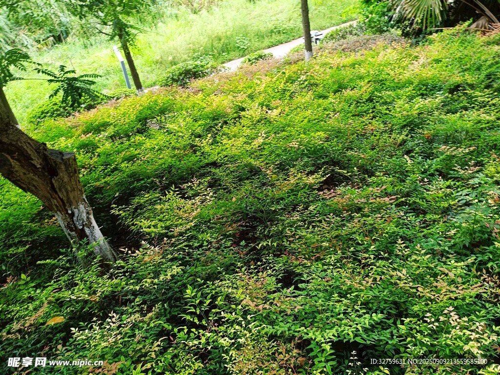 綠意盎然的林間植被景觀
