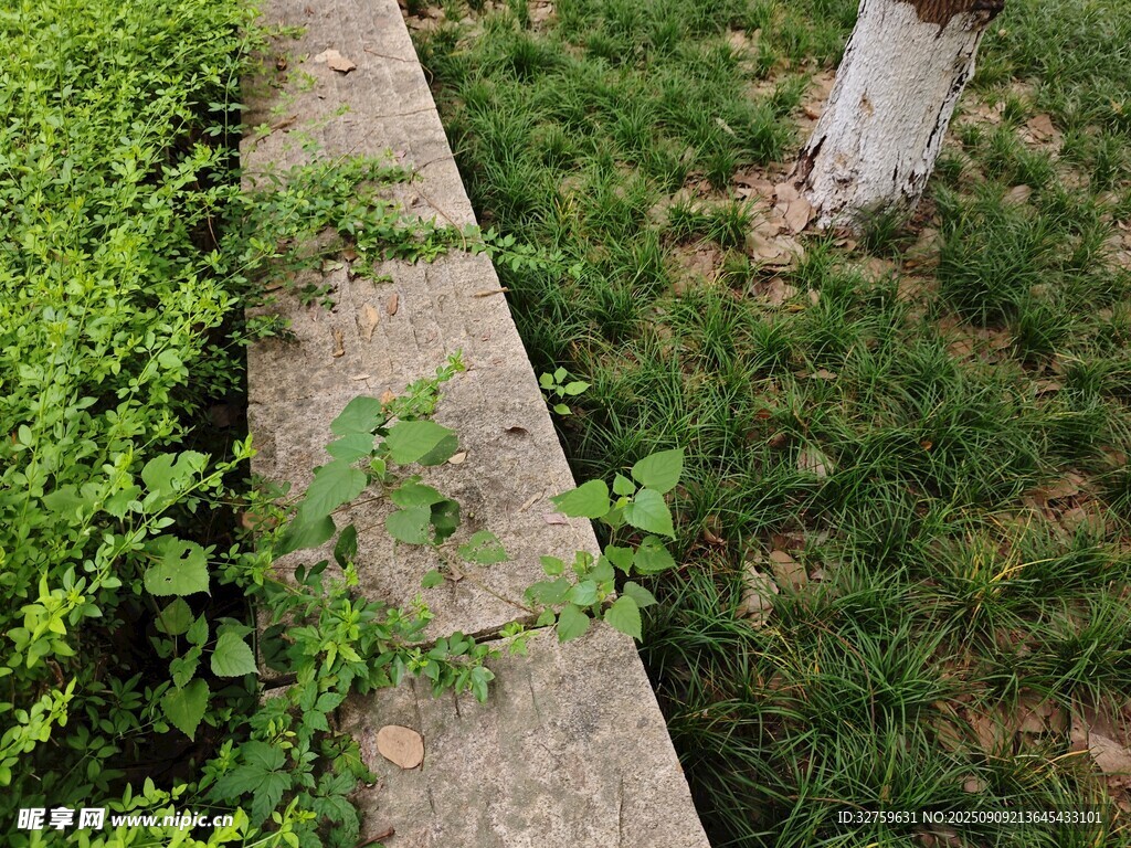 墻邊嫩綠植物生機(jī)盎然