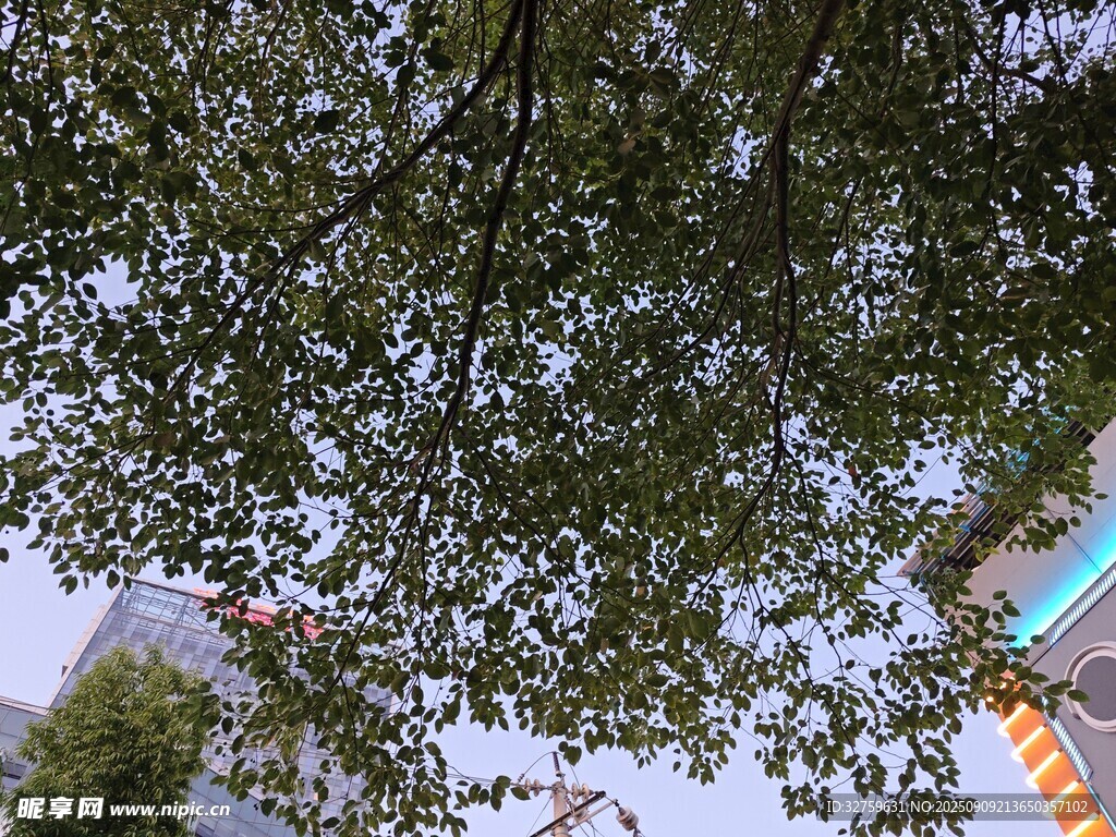 仰視視角下的繁茂綠樹