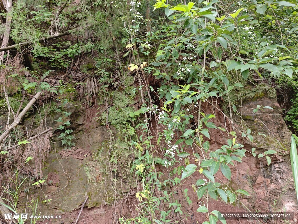 山間繁茂綠植覆蓋的崖壁