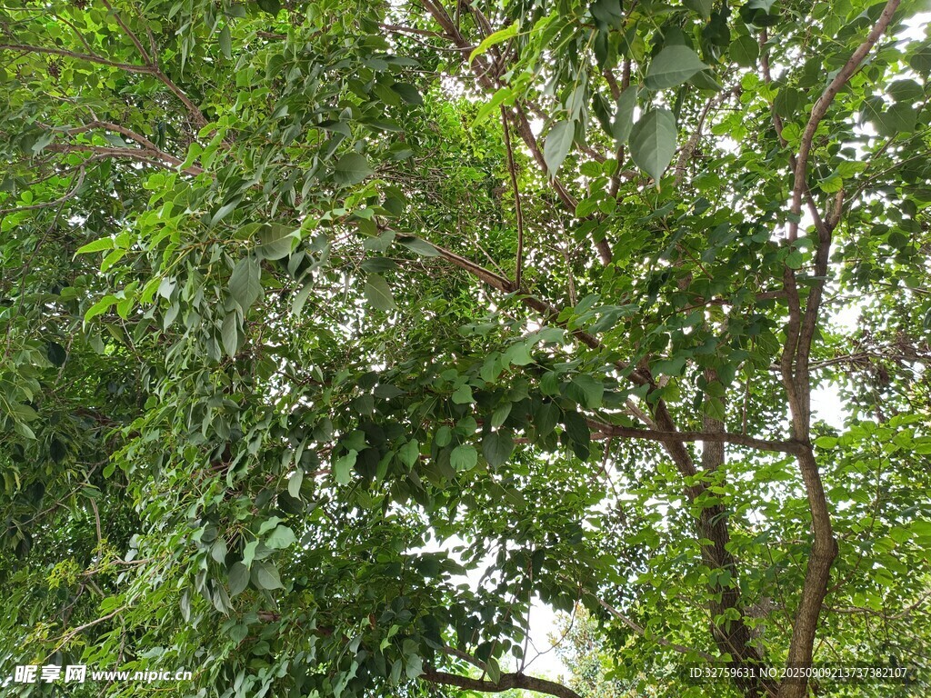 繁茂綠樹景觀