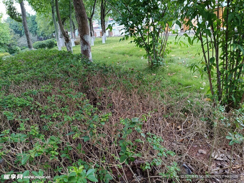 林間草地自然景象