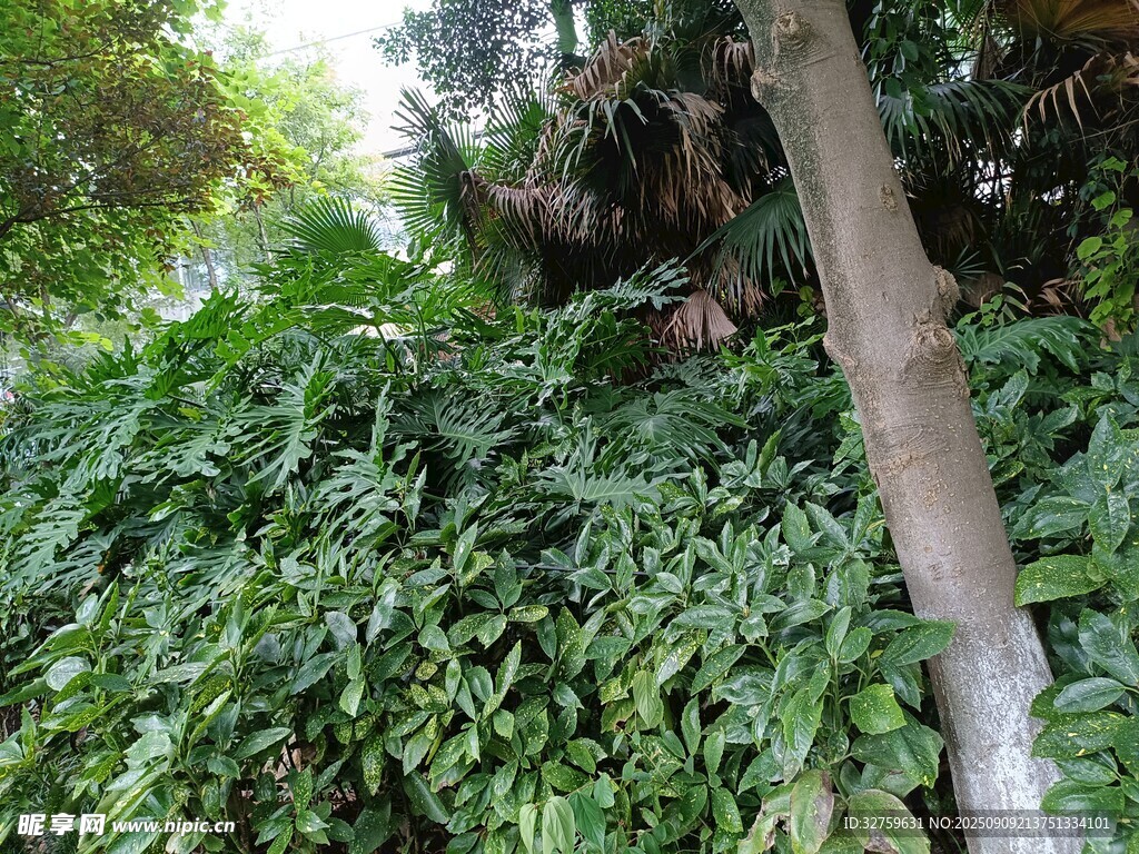 繁茂綠植環(huán)繞的樹干