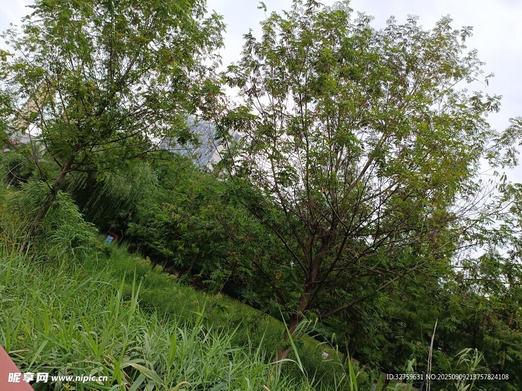 綠意盎然的山坡樹林景觀