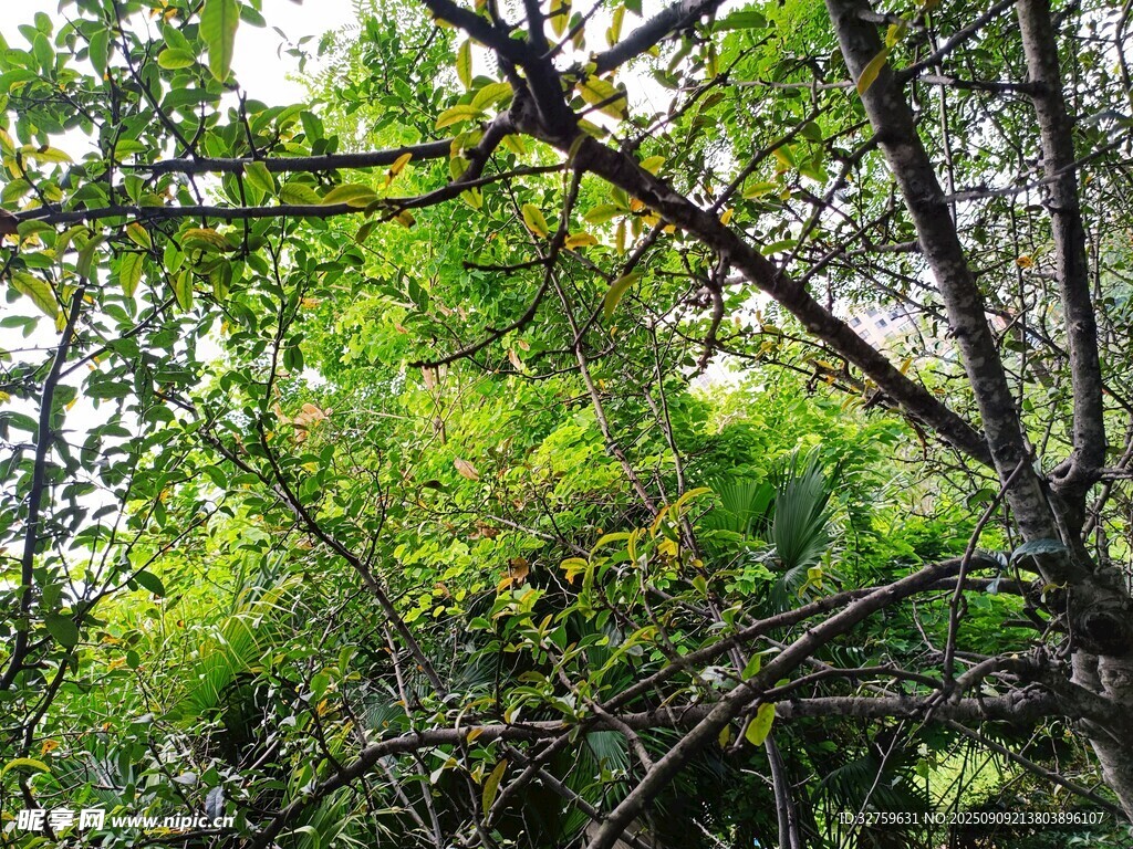 茂密蔥郁的綠色樹林景觀