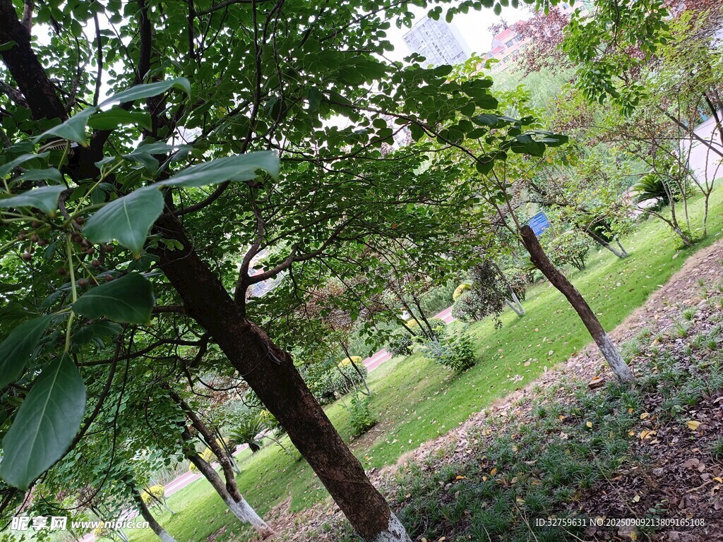 綠意盎然的公園樹林景觀
