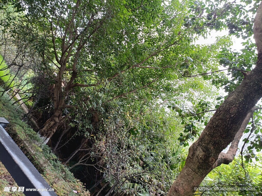 茂密叢林中的自然景致