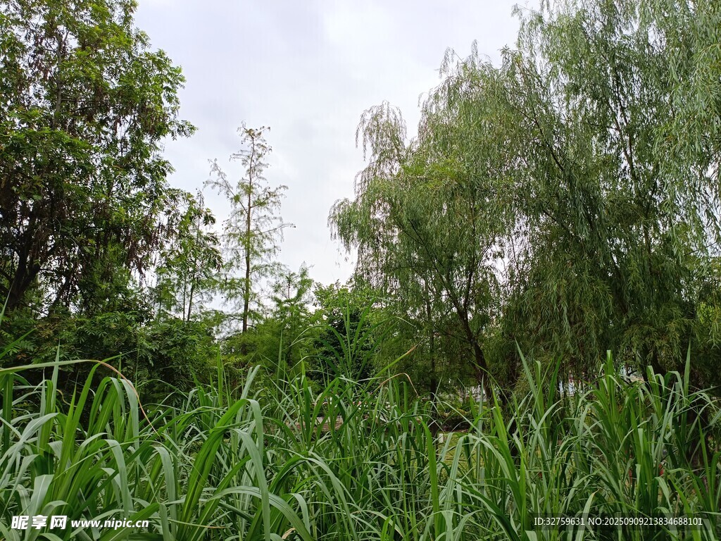 野外茂密綠植風(fēng)景