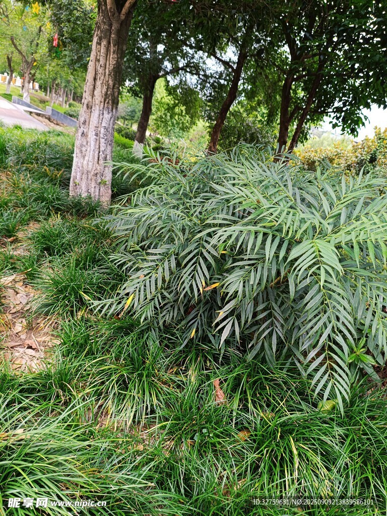 林間繁茂綠植景觀