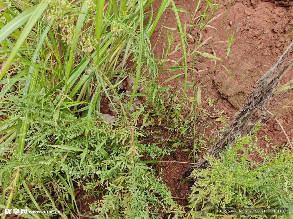 田間綠植與灌溉設(shè)施