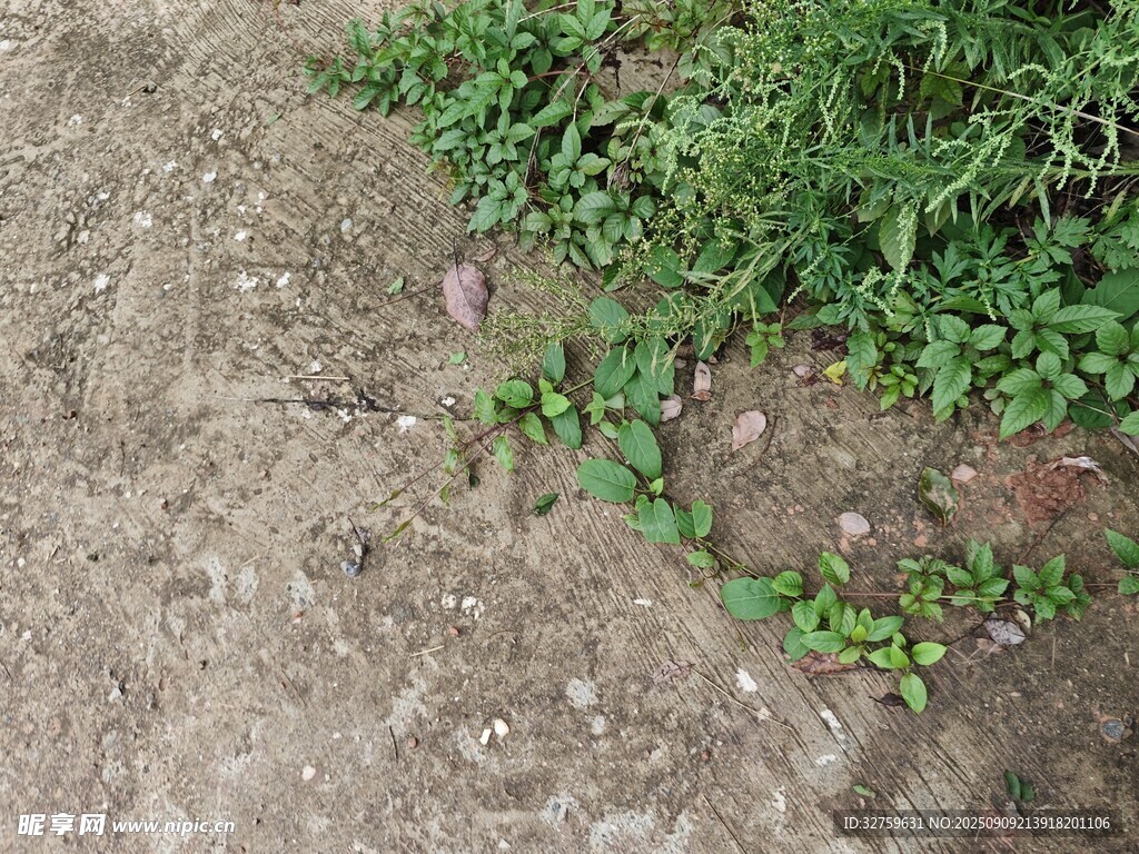 地面上的綠植與小生物