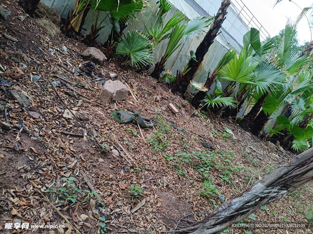 戶(hù)外泥土地面植物景觀