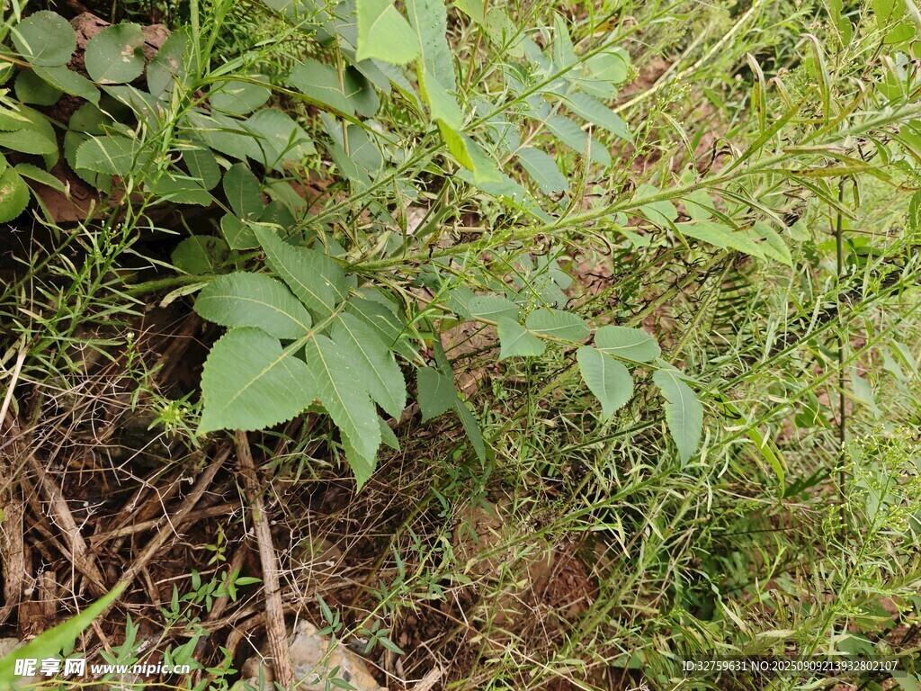 野外生長的綠色植物
