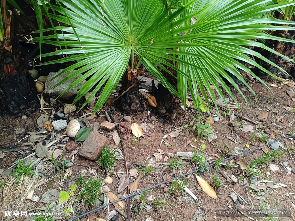 地面上的翠綠棕櫚植物