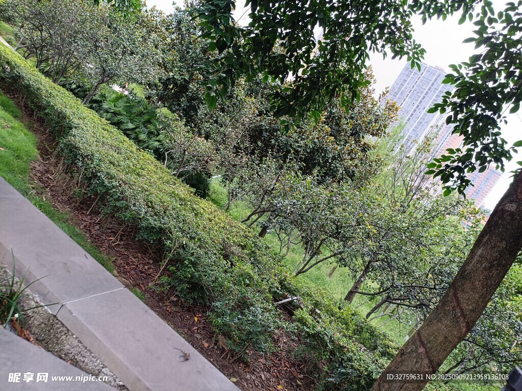 城市路邊綠意盎然的景致