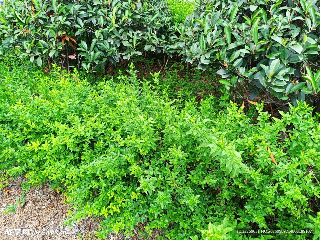 翠綠繁茂的植物景觀