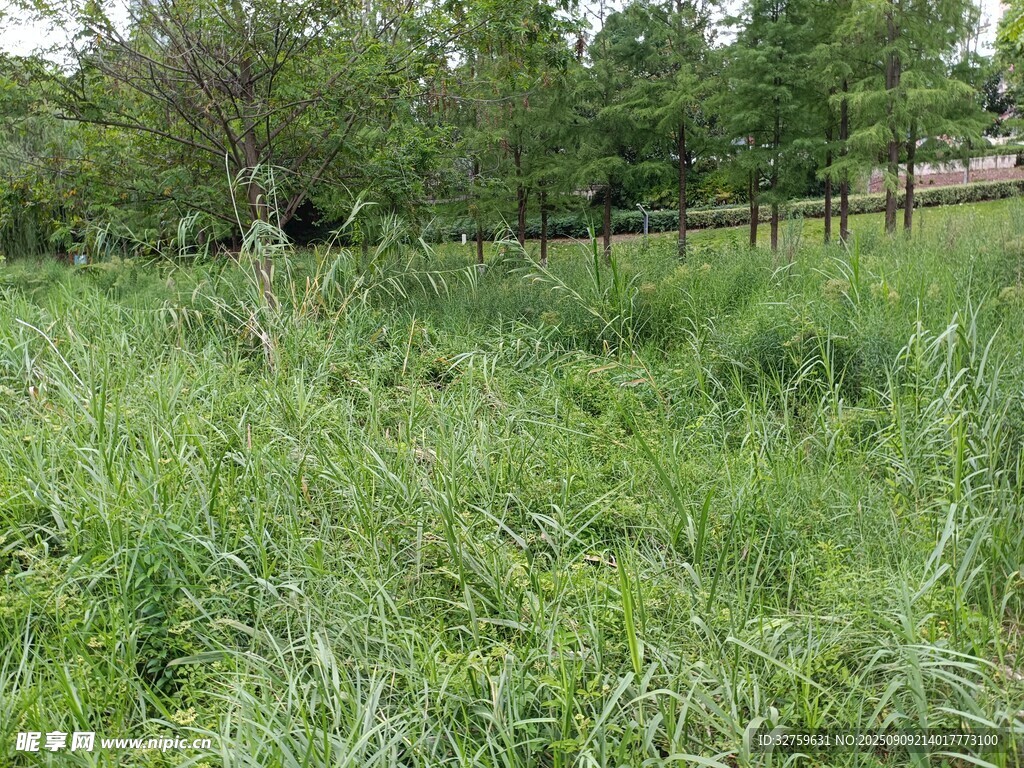 野外蔥郁草地與樹木景觀