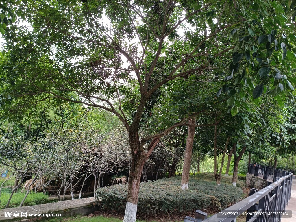 公園內(nèi)繁茂綠樹景觀