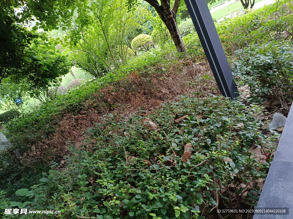 路邊繁茂綠植景觀