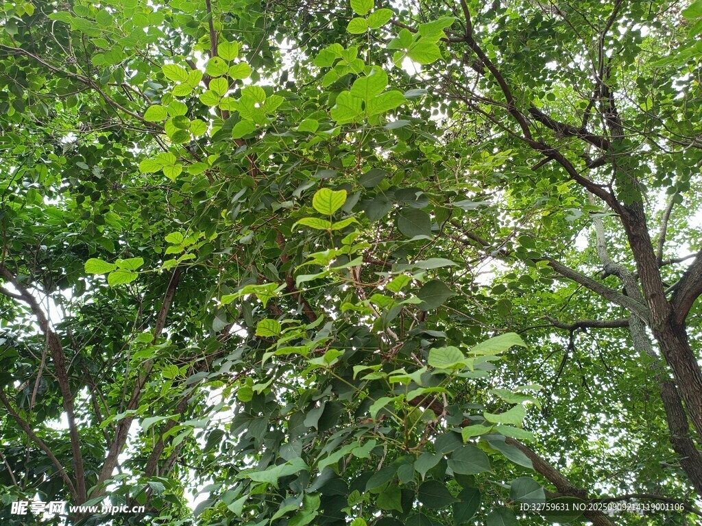 茂密樹(shù)林中的繁茂綠葉