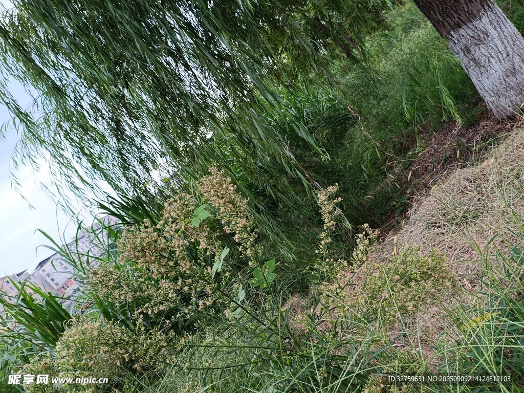 戶外繁茂綠植景觀