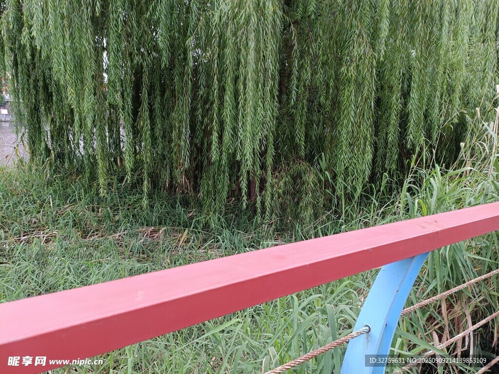 紅欄桿旁垂柳依依
