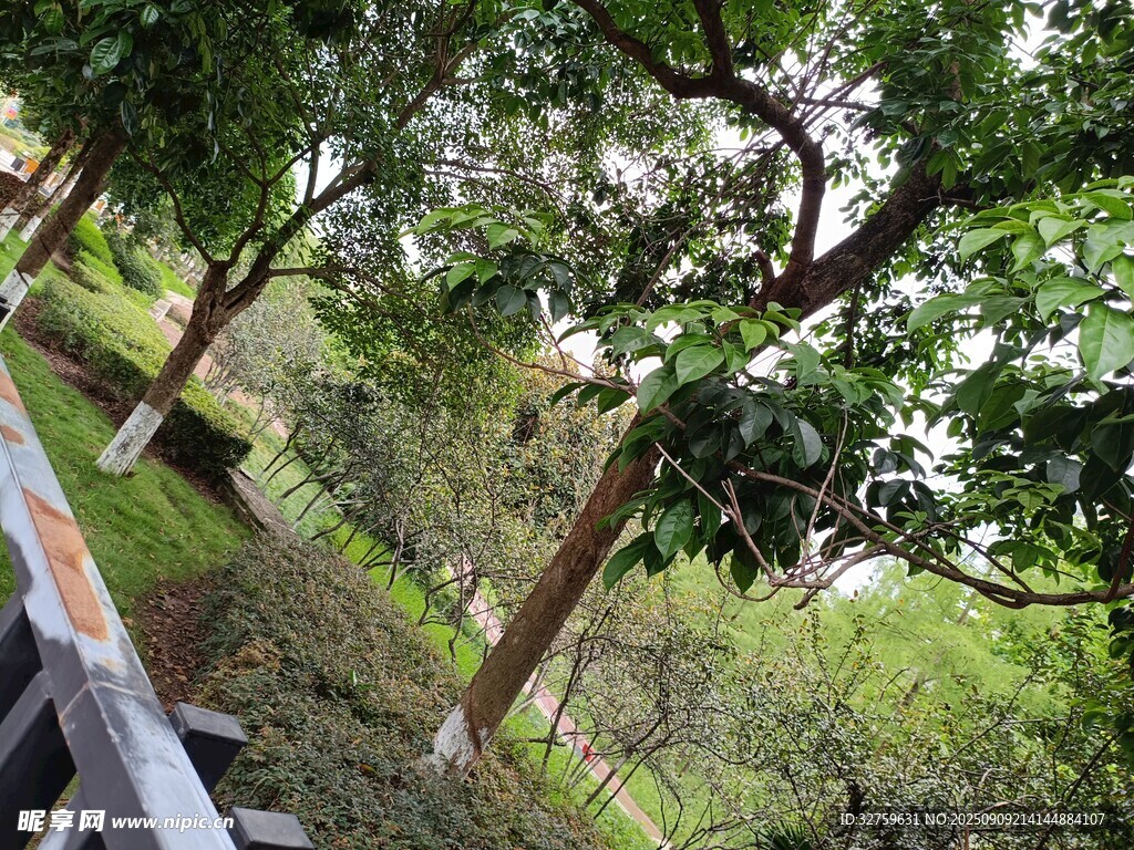 山林間繁茂的樹木景象