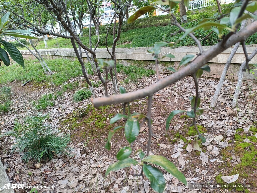 林間傾斜樹干與地面植被