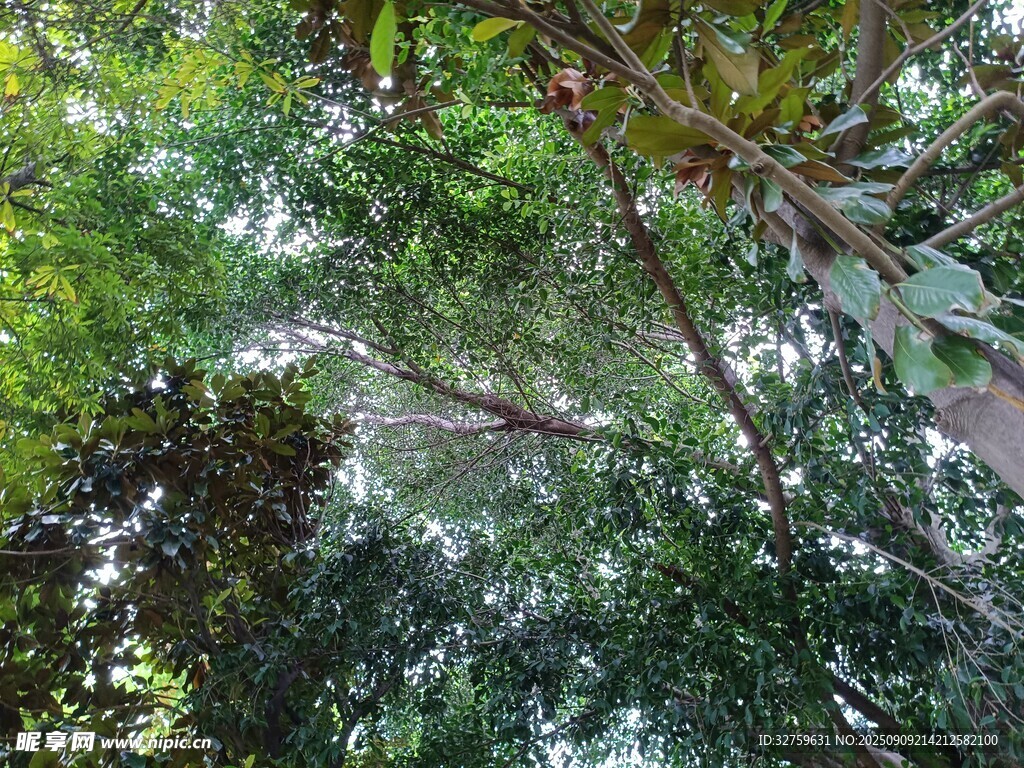 茂密樹林中的繁茂枝葉
