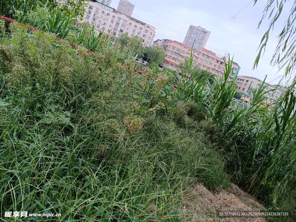城市邊的茂盛野草景觀