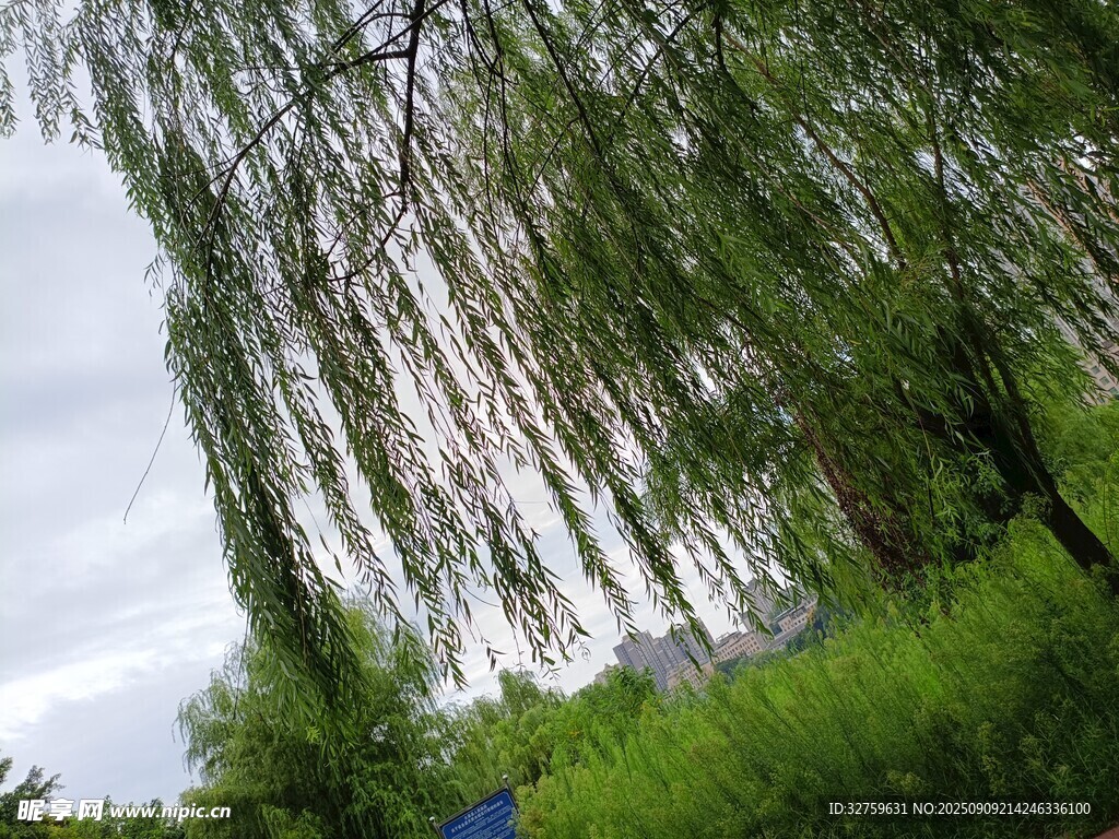 垂柳搖曳于綠意盎然間