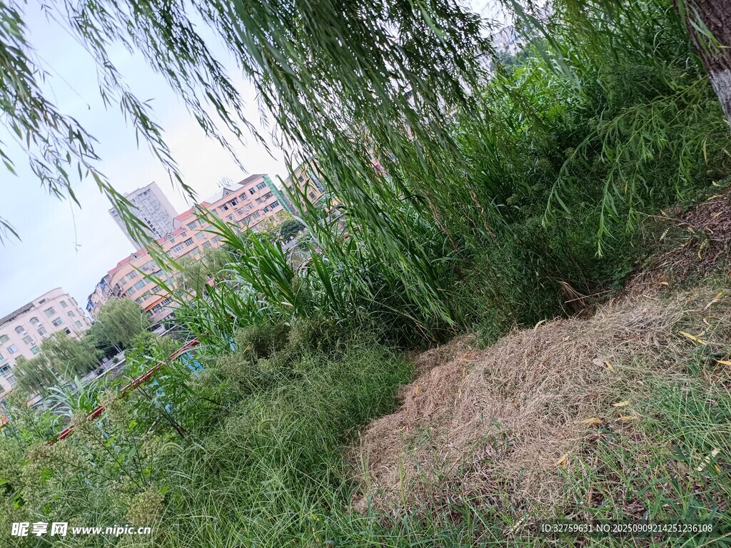 戶外繁茂綠植景觀