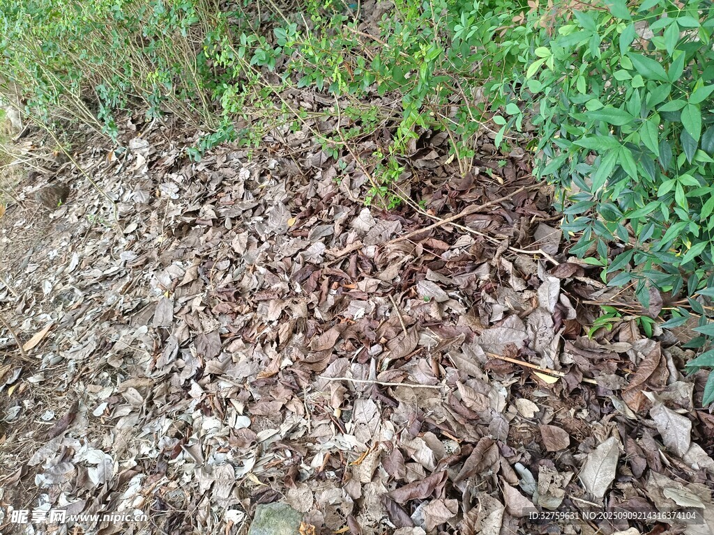 地面枯葉與綠植景象