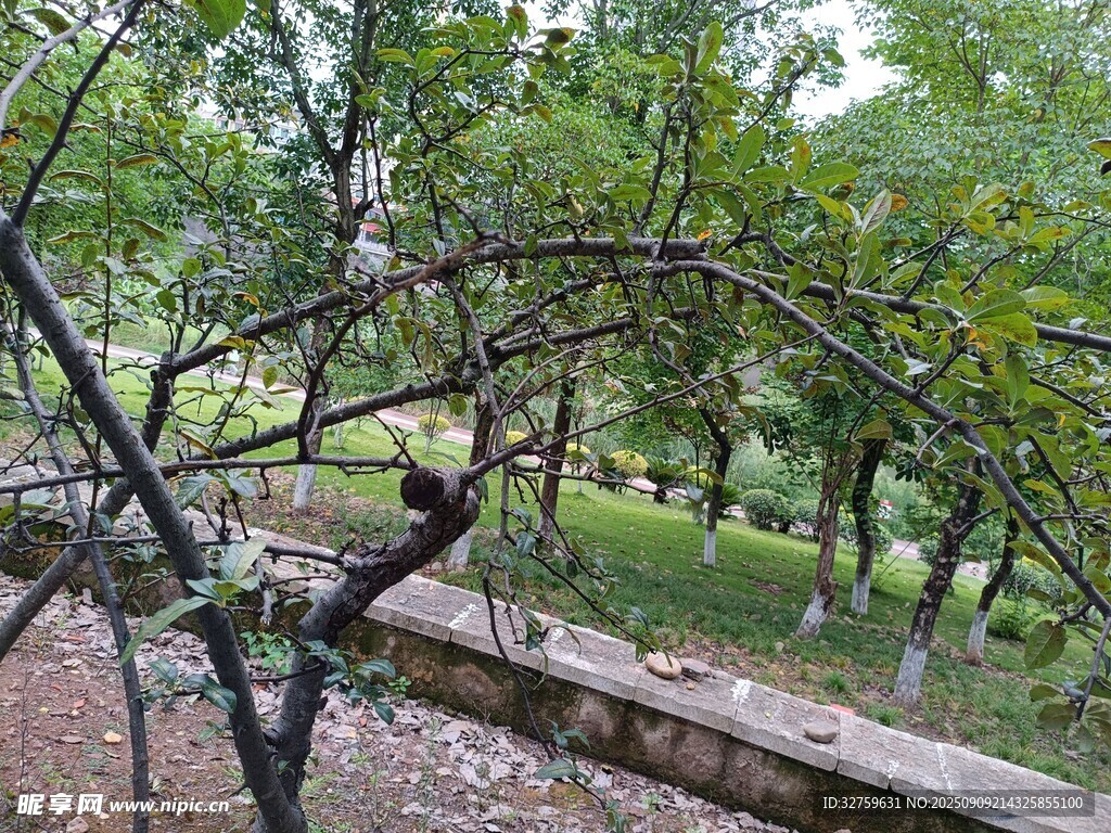 林間木凳景