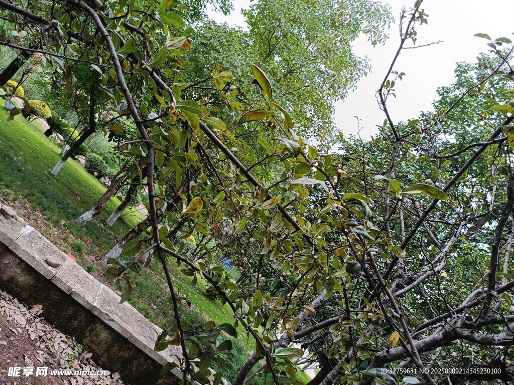 繁茂枝葉下的靜謐景致