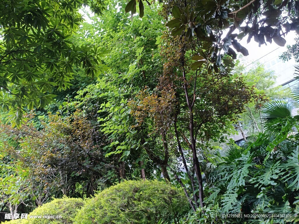 綠意盎然的園林植物景觀