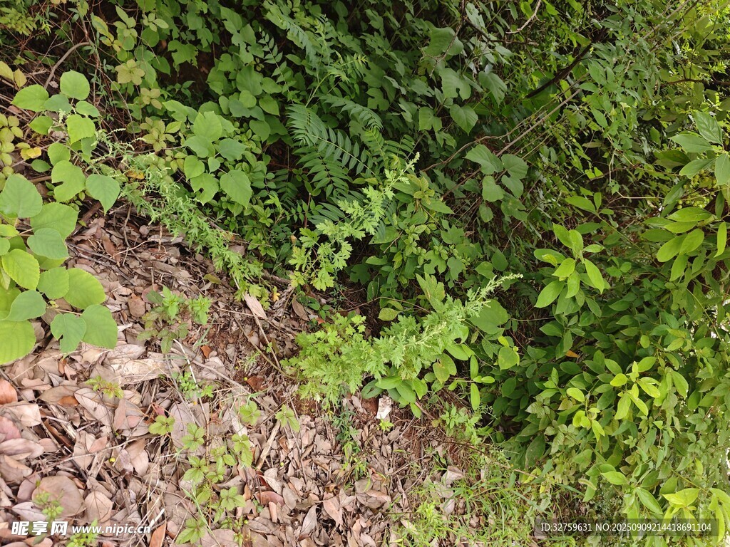 野外繁茂綠植景象