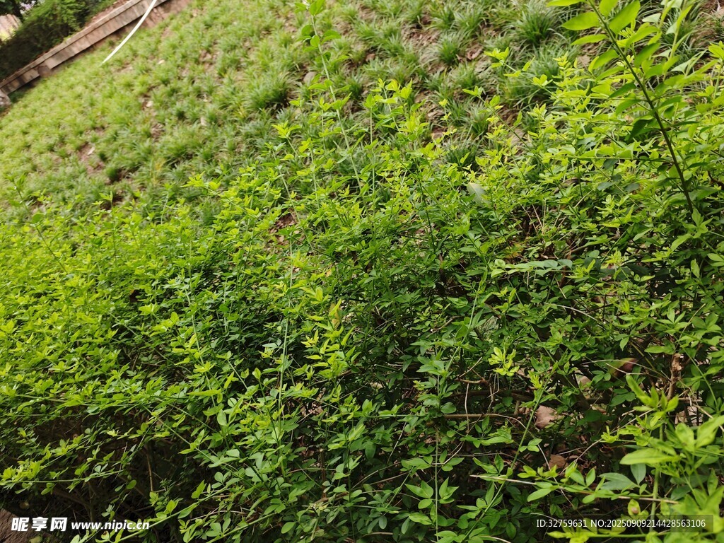 綠意盎然的繁茂植物