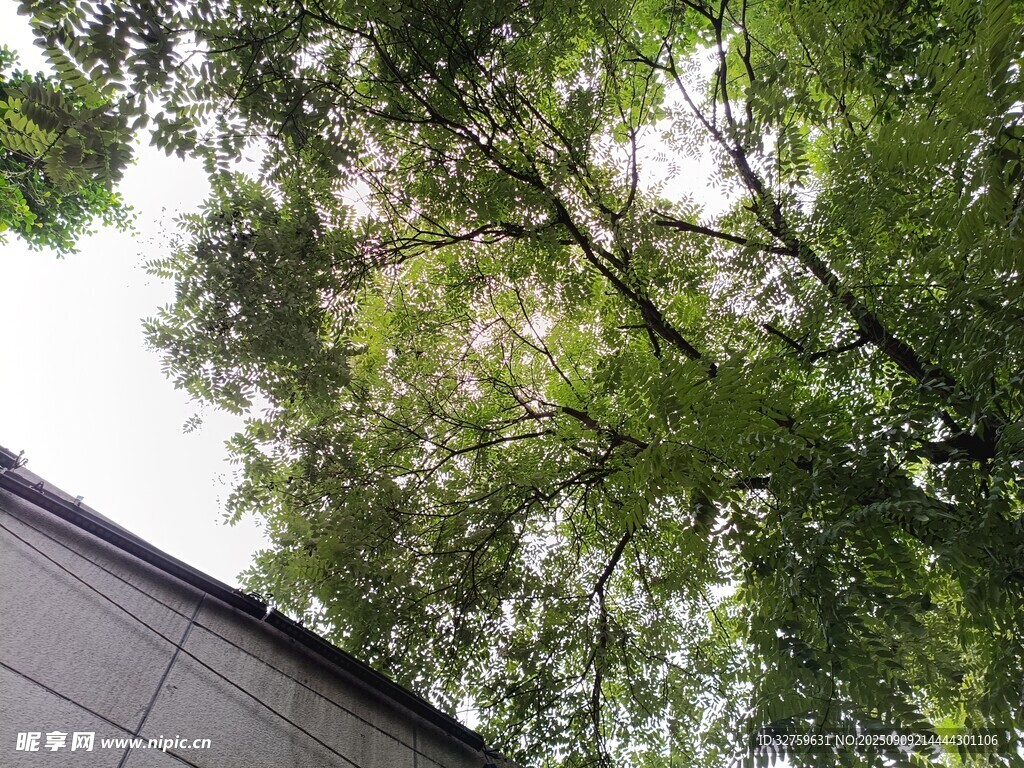 仰視綠樹與屋頂景象