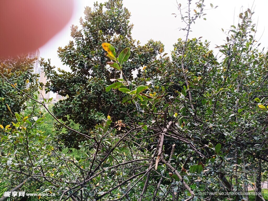 枝頭果實點綴綠樹間
