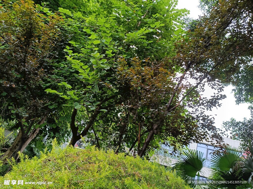 綠意盎然的繁茂植物景觀
