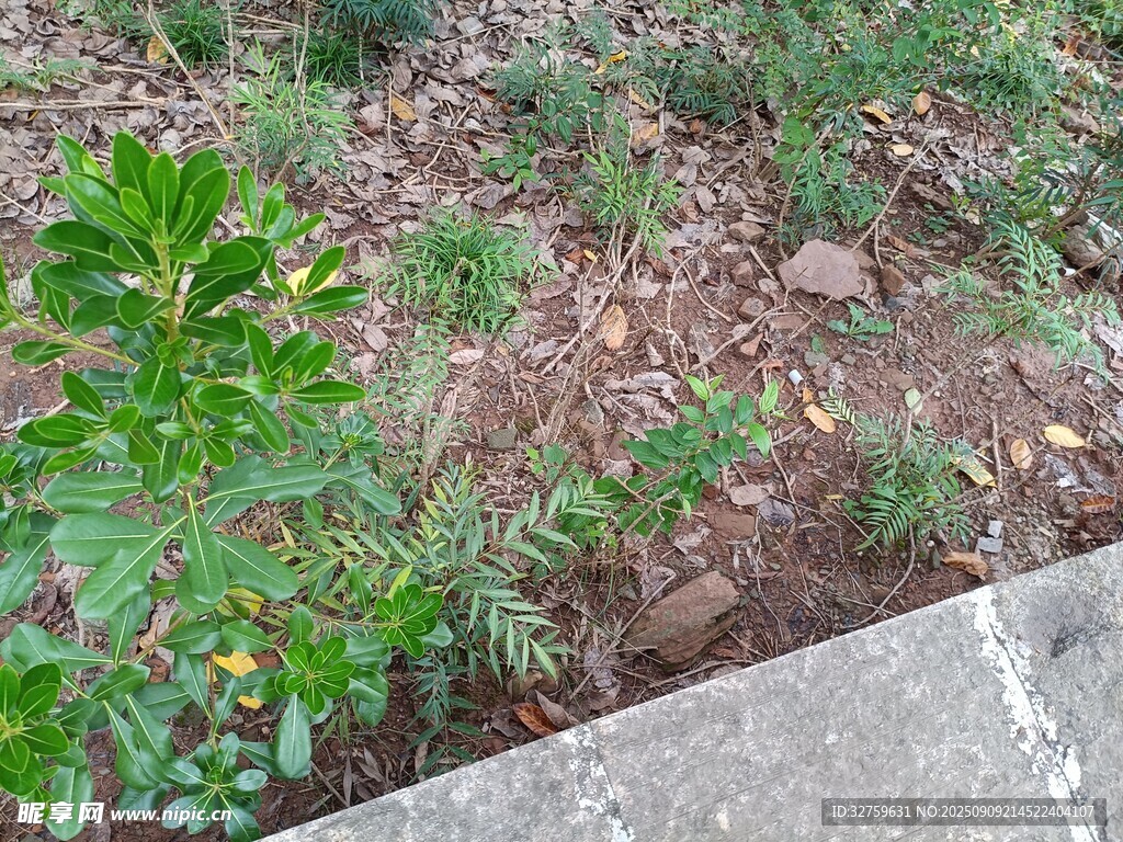 路邊的綠色植物與小花