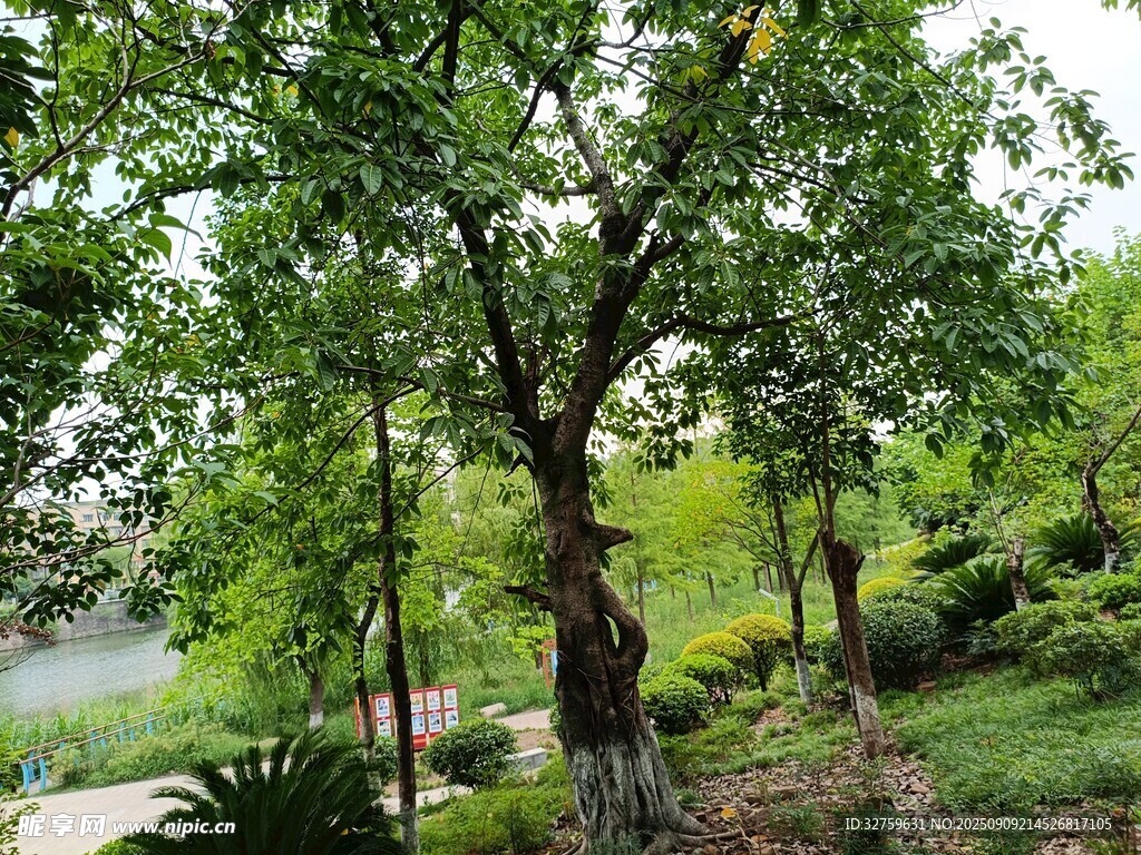 綠意盎然的林間景致
