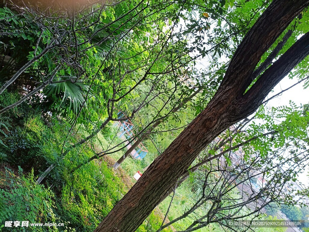 林間樹干與繁茂綠植