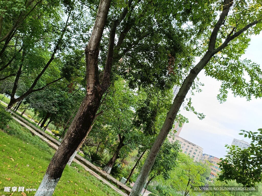 綠意盎然的林間景色